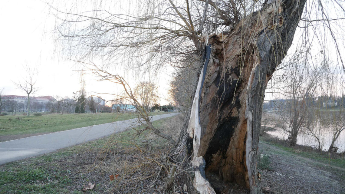 Eine von innen ausgebrannte Weide am Elberadweg in Dresden.